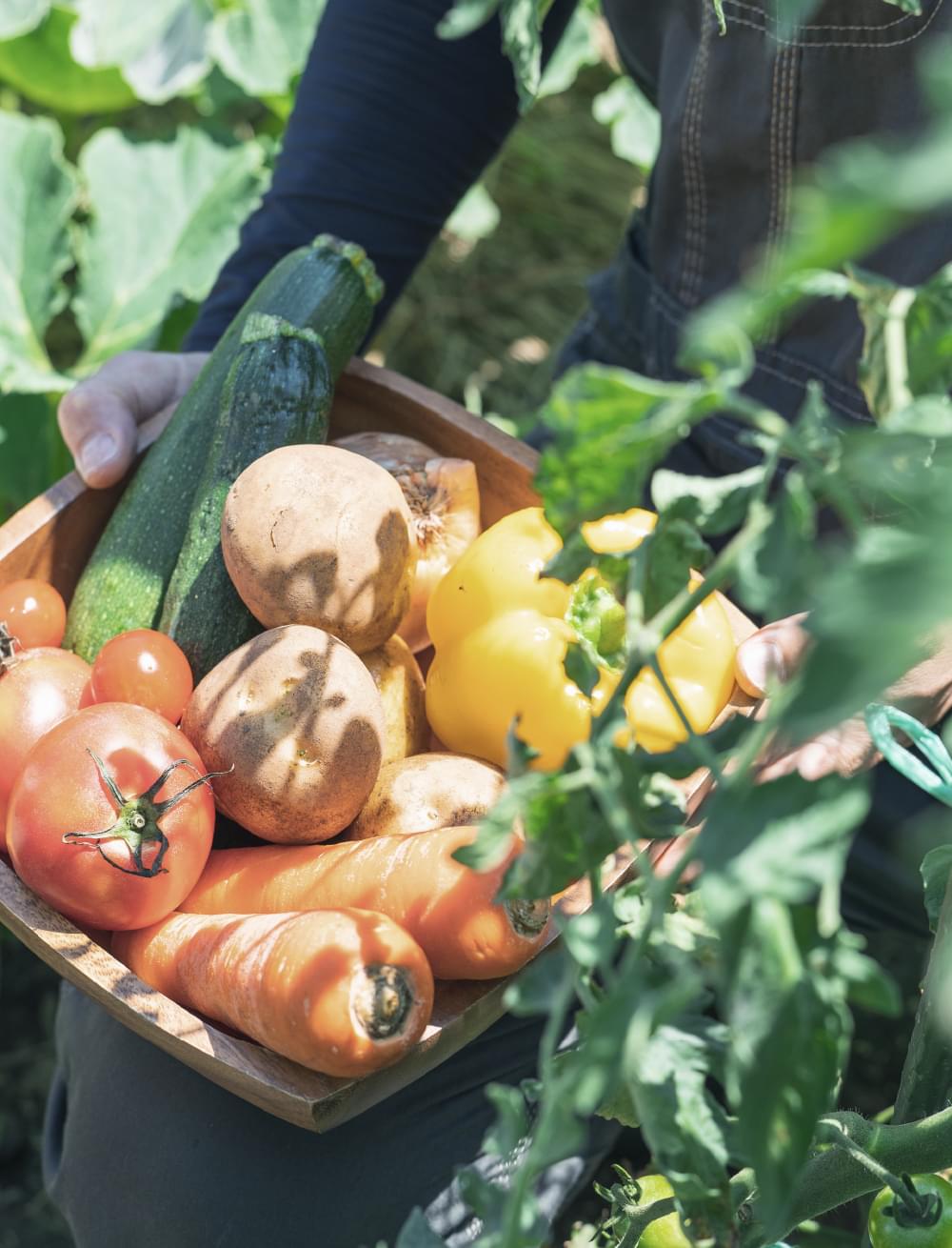 野菜の収穫