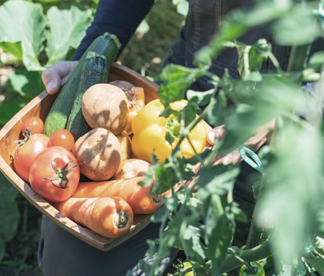 野菜の収穫